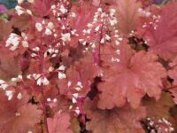 Heuchera Peachberry Ice - 9cm pot