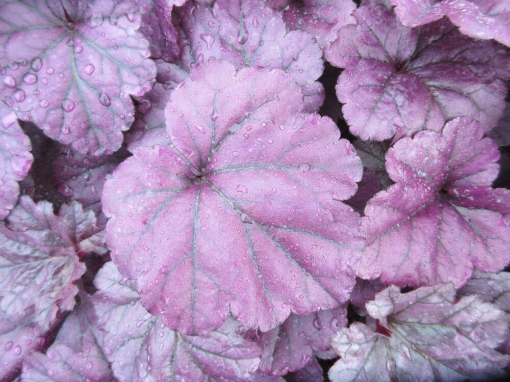 Heuchera Wildberry (Dolce Series) - 9cm pot