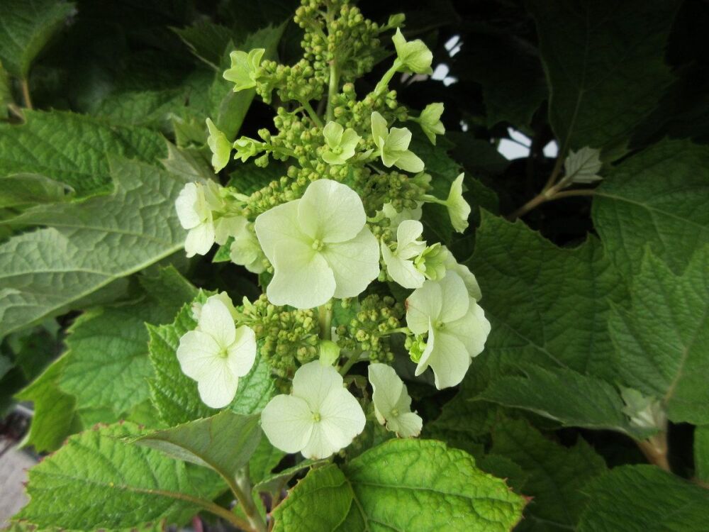 Hydrangea quercifolia Munchkin - 3 litre pot