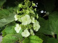 Hydrangea quercifolia Munchkin - 3 litre pot