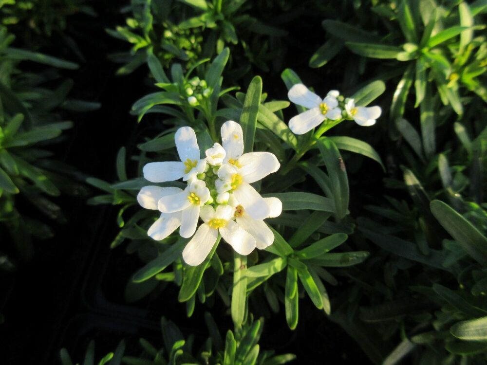Iberis sempervirens Fischbeck - 9cm pot
