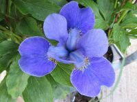 Iris sibirica Silver Edge - 2 litre pot