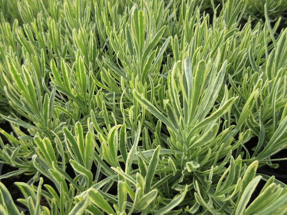 Lavandula x intermedia Platinum Blonde - 1 litre pot
