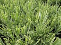 Lavandula x intermedia Platinum Blonde - 1 litre pot