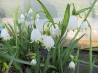 Leucojum aestivum Gravetye Giant - 2 litre pot