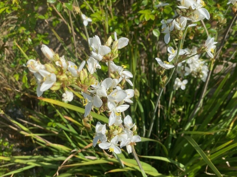 Libertia grandiflora - 2 litre pot