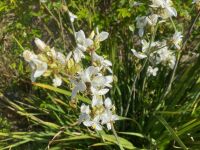 Libertia grandiflora - 2 litre pot