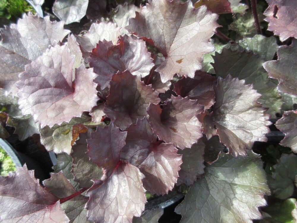 Ligularia dentata Pandora - 2 litre pot