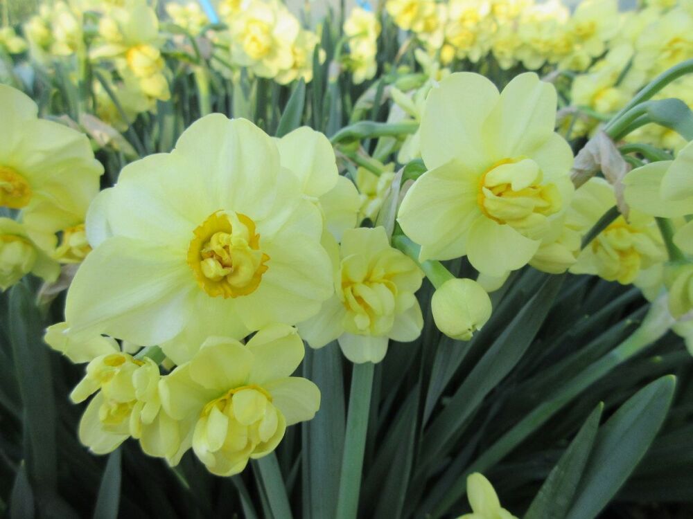 Narcissus Yellow Cheerfulness - 2 litre pot