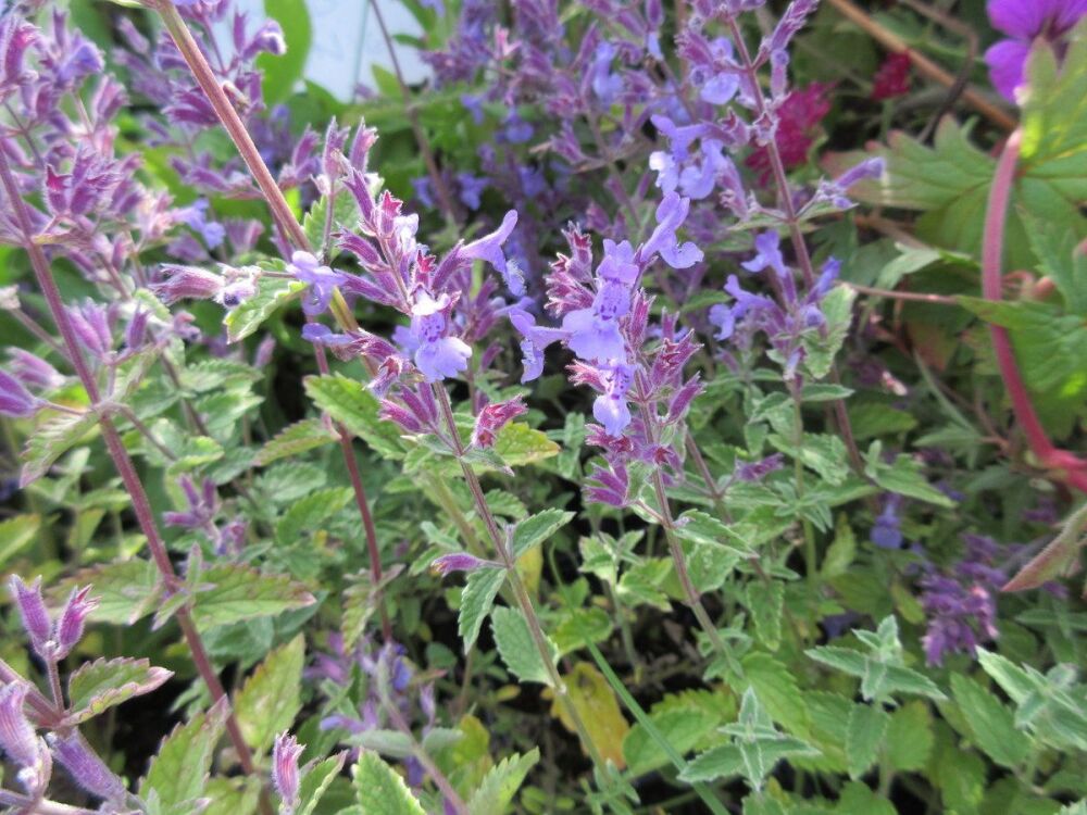 Nepeta x faassenii Junior Walker - 2 litre pot