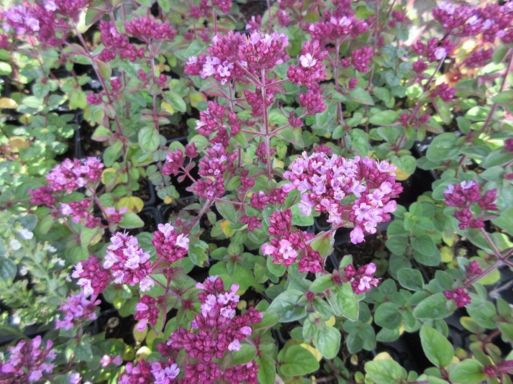 Origanum Rosenkuppel - 9cm pot