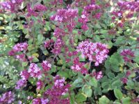 Origanum Rosenkuppel - 9cm pot