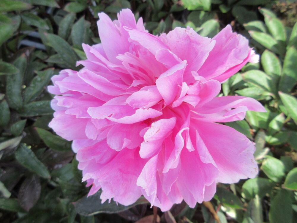 Paeonia lactiflora Amabilis - 3 litre pot