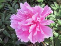 Paeonia lactiflora Amabilis - 3 litre pot