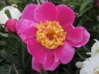 Paeonia lactiflora Doreen - 3 litre pot