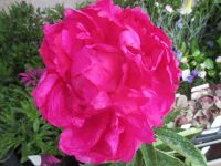 Paeonia lactiflora Victoire de la Marne - 3 litre pot