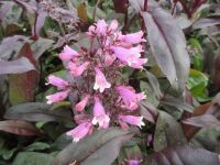 Penstemon digitalis Dakota Burgundy - 2 litre pot