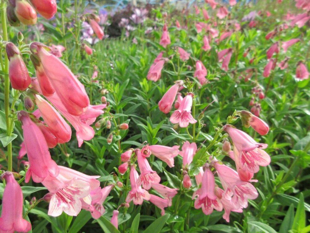 Penstemon Hewell Pink Bedder - 2 litre pot