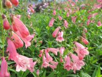 Penstemon Hewell Pink Bedder - 2 litre pot