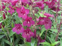 Penstemon Pensham Plum Jerkum - 2 litre pot