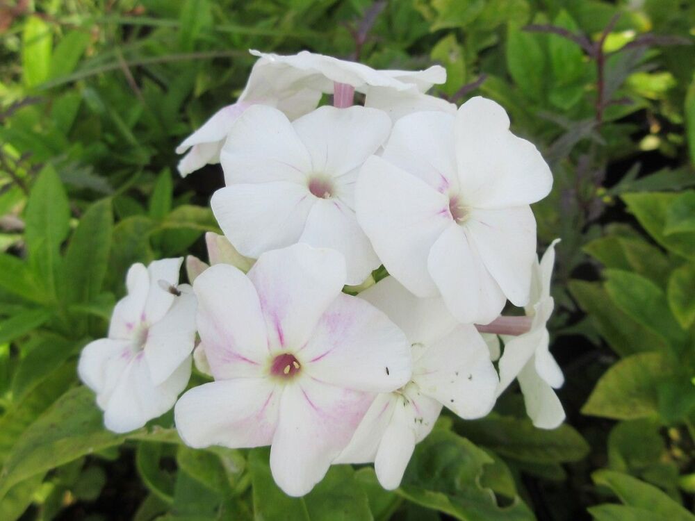 Phlox paniculata Adessa White - 2 litre pot