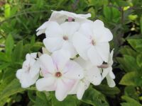 Phlox paniculata Adessa White - 2 litre pot