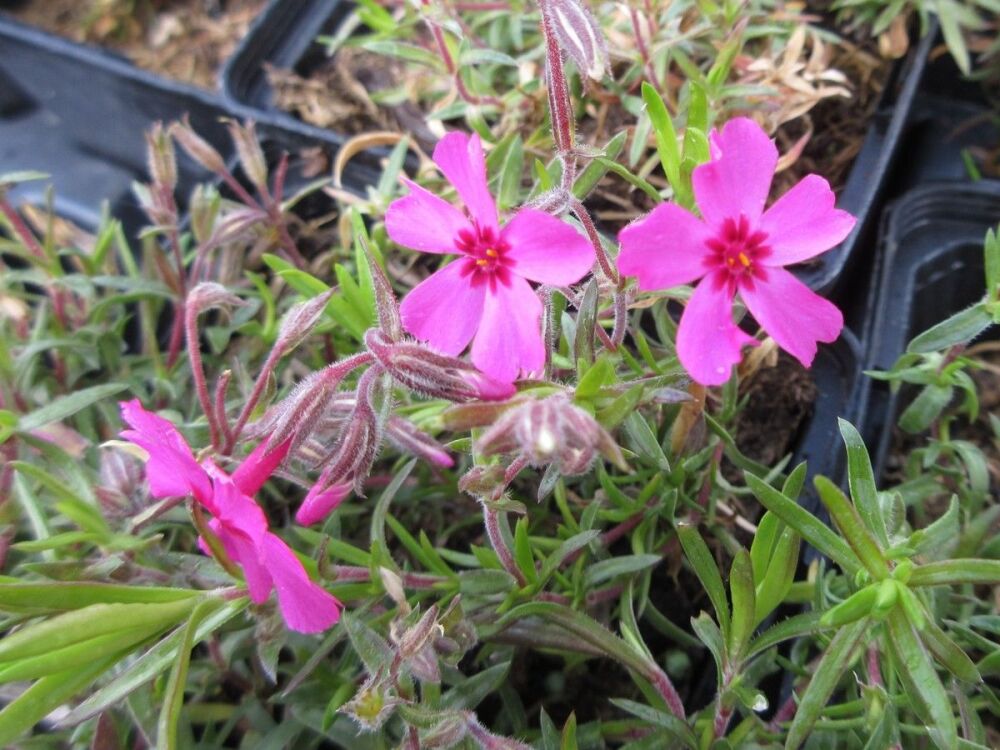 Phlox subulata Atropurpurea - 9cm pot