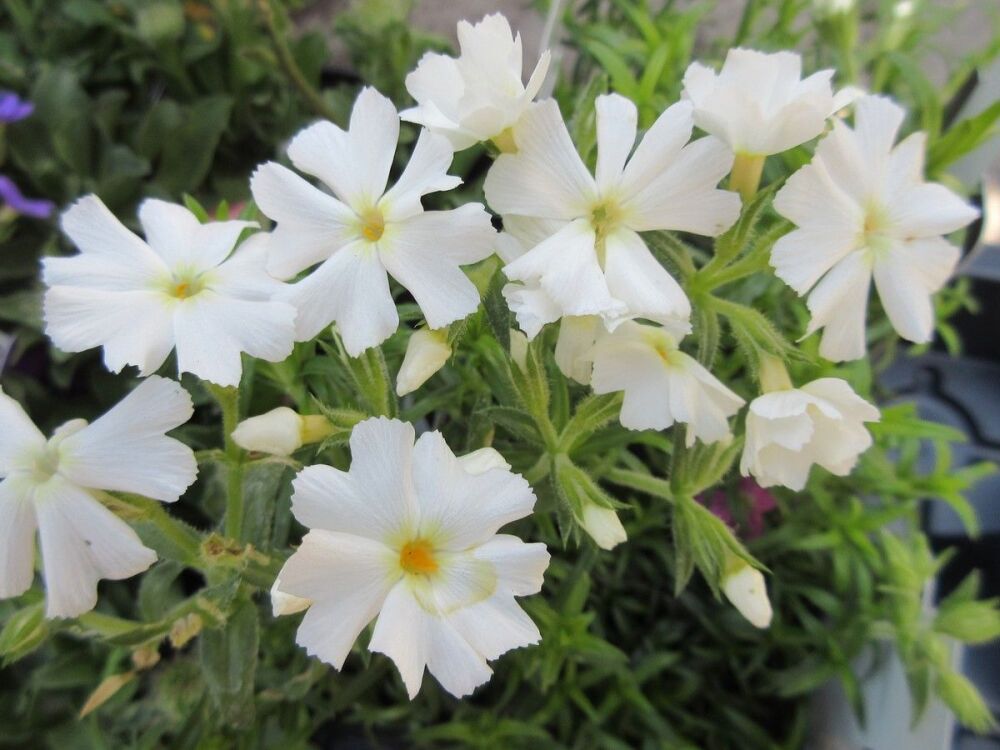 Phlox subulata Fabulous White - 9cm pot