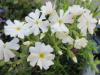 Phlox subulata Fabulous White - 9cm pot
