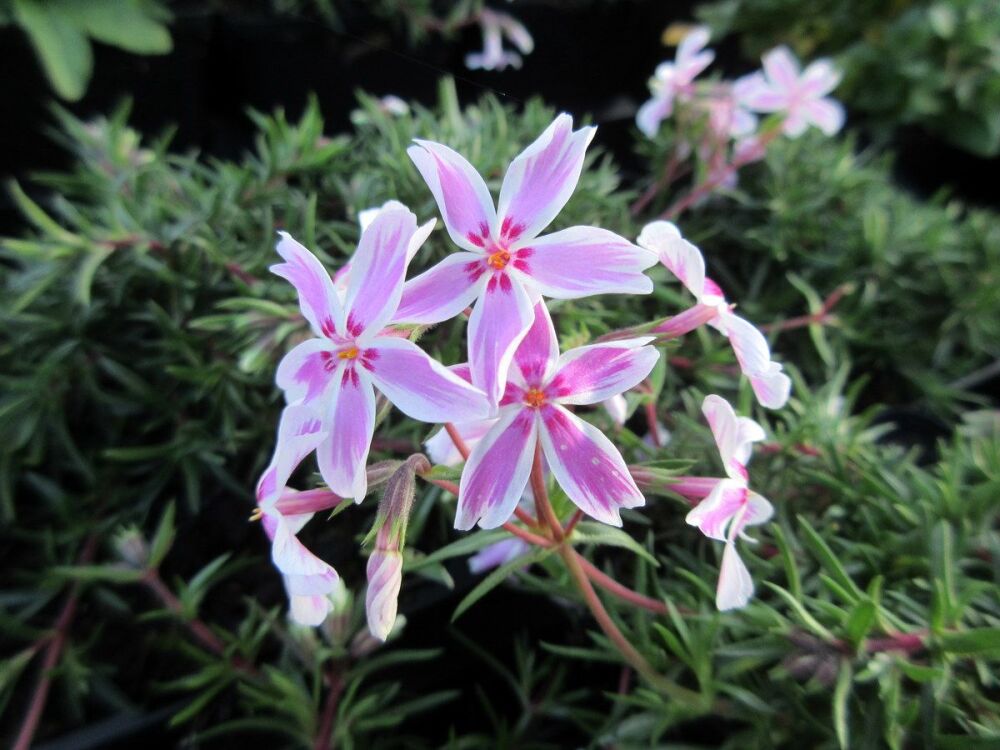 Phlox subulata Tamaongalei (Kimono) - 9cm pot