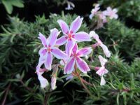 Phlox subulata Tamaongalei (Kimono) - 9cm pot