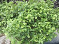 Pittosporum tenuifolium Golf Ball - 3 litre pot