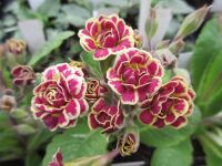 Primula Elizabeth Killelay - 9cm pot