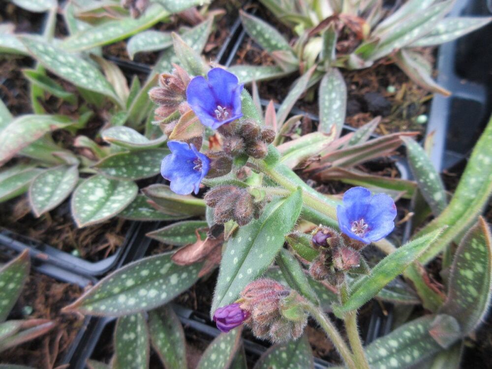 Pulmonaria Miss Elly - 9cm pot