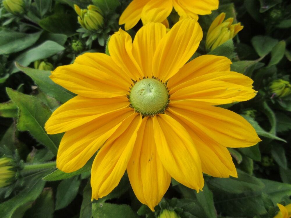 Rudbeckia Sunbeckia Ophelia - 2 litre pot