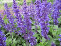 Salvia Mystic Spires Blue - 2 litre pot