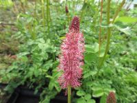 Sanguisorba menziesii Wake Up - 9cm pot
