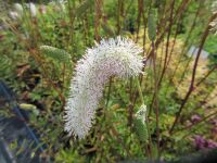 Sanguisorba White Brushes - 9cm pot