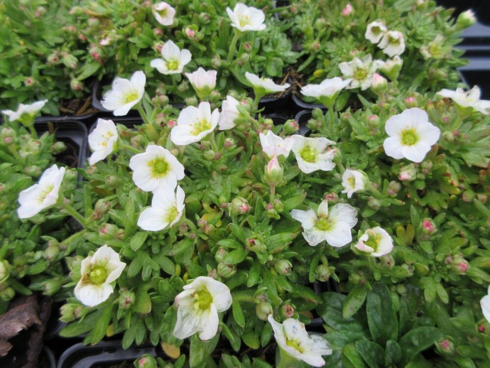 Saxifraga Alpino White - 9cm pot