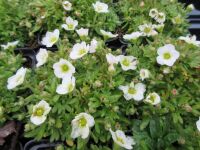 Saxifraga Alpino White - 9cm pot