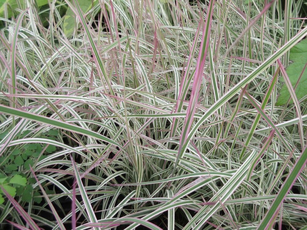 Schizachyrium scoparium Chameleon - 9cm pot