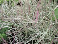 Schizachyrium scoparium Chameleon - 9cm pot