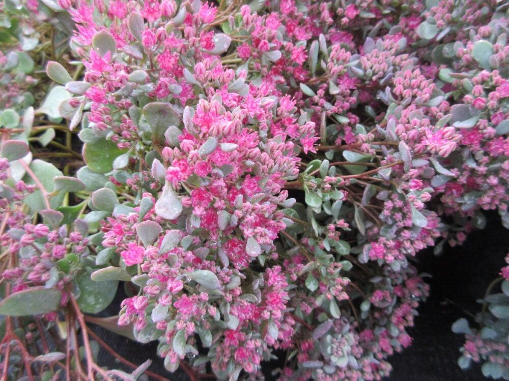 Sedum (Hylotelephium) Ruby Glow - 9cm pot
