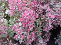 Sedum (Hylotelephium) Ruby Glow - 9cm pot
