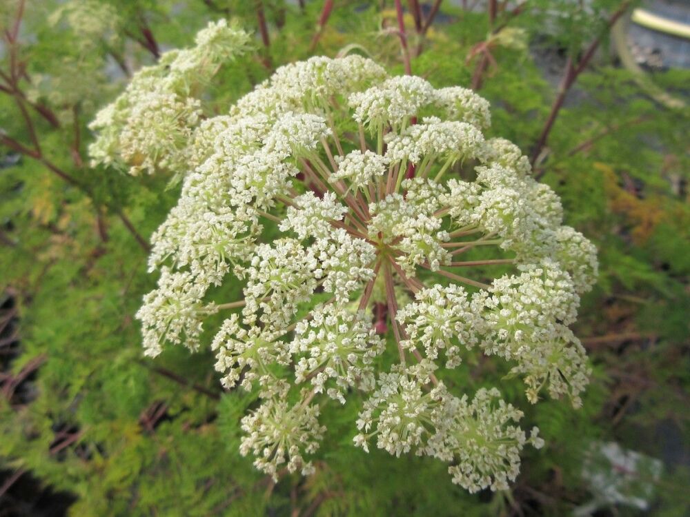 Selinum wallichianum - 9cm pot