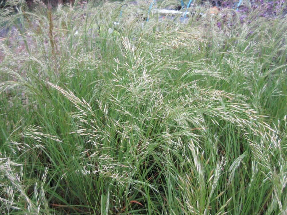 Stipa calamagrostis Allgau - 2 litre pot