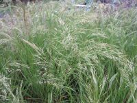 Stipa calamagrostis Allgau - 2 litre pot