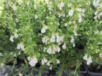 Teucrium chamaedrys f. albiflora - 9cm pot