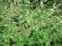 Tellima grandiflora - 9cm pot