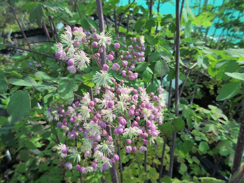 Thalictrum Elin - 2 litre pot